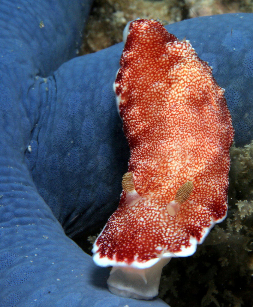 Chromodoris tinctoria